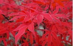 Shirazz Japanese Maple - 2 Gallon Pot 15 Shirazz Japanese Maple - 2 Gallon Pot -Garden & Outdoor Sale Shop Japanese Maple Shirazz 10