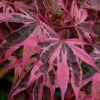 Shirazz Japanese Maple - 5 Gallon Pot (2-3') 2 Shirazz Japanese Maple - 5 Gallon Pot (2-3') -Garden & Outdoor Sale Shop Japanese Maple Shirazz 12 1