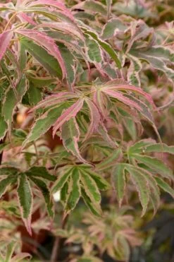 Shirazz Japanese Maple - 2 Gallon Pot 14 Shirazz Japanese Maple - 2 Gallon Pot -Garden & Outdoor Sale Shop Japanese Maple Shirazz 13