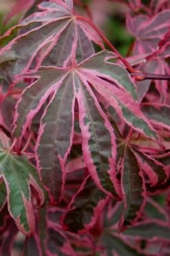 Shirazz Japanese Maple - 2 Gallon Pot 13 Shirazz Japanese Maple - 2 Gallon Pot -Garden & Outdoor Sale Shop Japanese Maple Shirazz 6