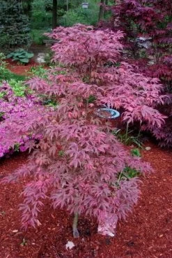 Shirazz Japanese Maple - 5 Gallon Pot (2-3') -Garden & Outdoor Sale Shop Japanese Maple Shirazz 7 1