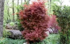 Skeeter's Broom Japanese Maple - 5 Gallon Pot -Garden & Outdoor Sale Shop Japanese Maple Skeeters Broom 1