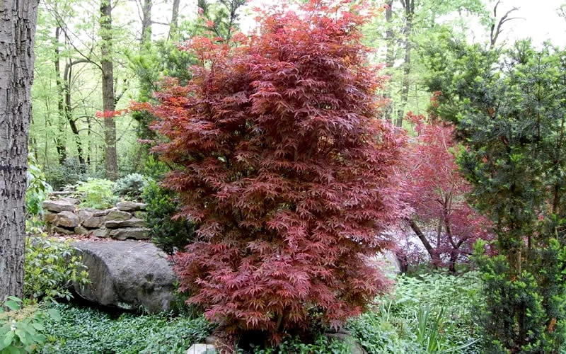 Skeeter's Broom Japanese Maple - 3 Gallon Pot 6 Skeeter's Broom Japanese Maple - 3 Gallon Pot - Image 4