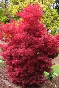 Skeeter's Broom Japanese Maple - 1 Gallon Pot