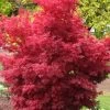 Skeeter's Broom Japanese Maple - 3 Gallon Pot -Garden & Outdoor Sale Shop Japanese Maple Skeeters Broom 500x750 3