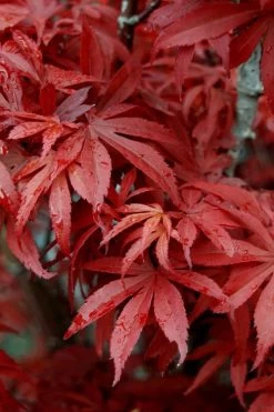 Skeeter's Broom Japanese Maple - 3 Gallon Pot 13 Skeeter's Broom Japanese Maple - 3 Gallon Pot -Garden & Outdoor Sale Shop Japanese Maple Skeeters Broom 6 2