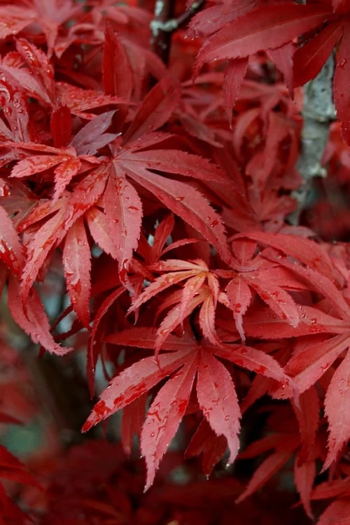 Skeeter's Broom Japanese Maple - 3 Gallon Pot 7 Skeeter's Broom Japanese Maple - 3 Gallon Pot - Image 5
