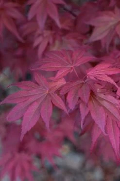 Skeeter's Broom Japanese Maple - 3 Gallon Pot 14 Skeeter's Broom Japanese Maple - 3 Gallon Pot -Garden & Outdoor Sale Shop Japanese Maple Skeeters Broom 8 2