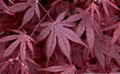 Bloodgood Red Leaf Japanese Maple - 1 Gallon Pot 14 Bloodgood Red Leaf Japanese Maple - 1 Gallon Pot -Garden & Outdoor Sale Shop Japanese Maple Spring Foliage