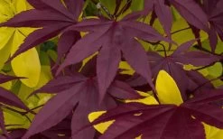 Bloodgood Red Leaf Japanese Maple - 1 Gallon Pot 15 Bloodgood Red Leaf Japanese Maple - 1 Gallon Pot -Garden & Outdoor Sale Shop Japanese Maple Summer Color