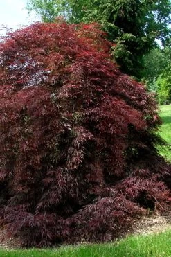 Tamukeyama Dwarf Red Japanese Maple (High Graft Tree Form)- 3 Gallon Pot -Garden & Outdoor Sale Shop Japanese Maple Tamukeyama 10 1