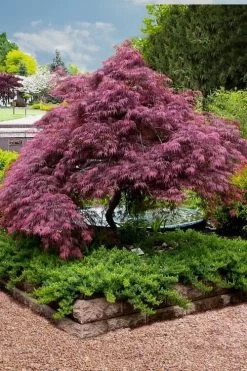Tamukeyama Dwarf Red Japanese Maple (High Graft Tree Form)- 3 Gallon Pot -Garden & Outdoor Sale Shop Japanese Maple Tamukeyama 11