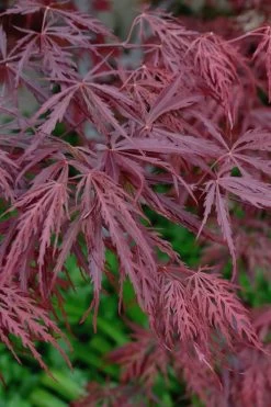 Tamukeyama Dwarf Red Japanese Maple (High Graft Tree Form)- 3 Gallon Pot -Garden & Outdoor Sale Shop Japanese Maple Tamukeyama 13 1