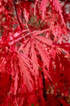 Tamukeyama Dwarf Red Japanese Maple - 1 Gallon Pot - High Grafted Tree Form -Garden & Outdoor Sale Shop Japanese Maple Tamukeyama 14