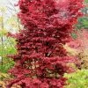 Twombly's Red Sentinel Japanese Maple - 5 Gallon Pot (4-5')