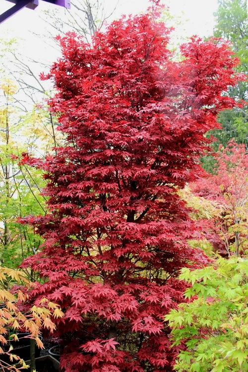 Twombly's Red Sentinel Japanese Maple - 5 Gallon Pot (4-5') 3 Twombly's Red Sentinel Japanese Maple - 5 Gallon Pot (4-5')