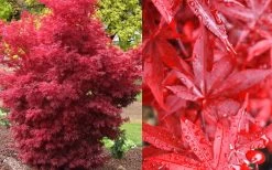 Twombly's Red Sentinel Japanese Maple - 2 Gallon Pot (2.5-3') -Garden & Outdoor Sale Shop Japanese Maple Twomblys Red Sentinel Fall Color