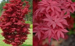 Twombly's Red Sentinel Japanese Maple - 2 Gallon Pot (2.5-3') -Garden & Outdoor Sale Shop Japanese Maple Twomblys Red Sentinel Spring