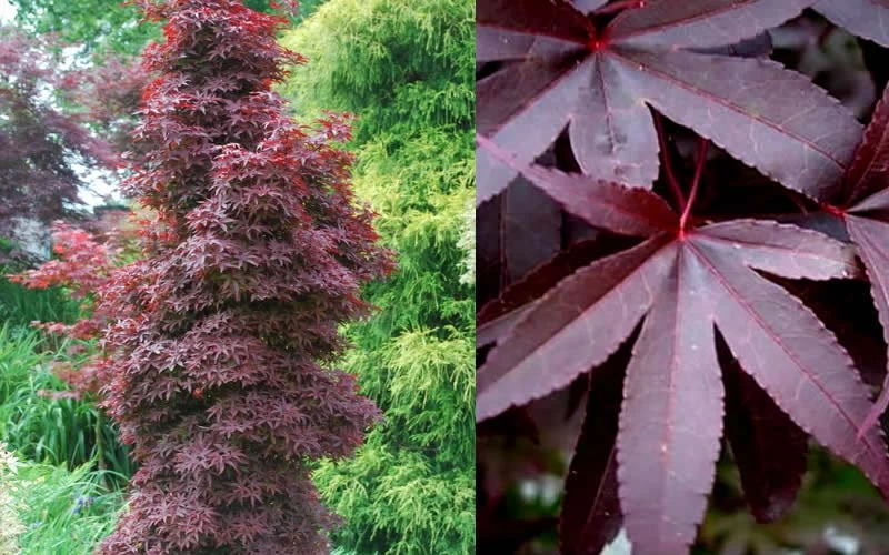 Twombly's Red Sentinel Japanese Maple - 5 Gallon Pot (4-5') 8 Twombly's Red Sentinel Japanese Maple - 5 Gallon Pot (4-5') - Image 6