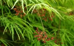 Viridis Dwarf Green Japanese Maple - 2 Gallon Pot -Garden & Outdoor Sale Shop Japanese Maple Viridis 11