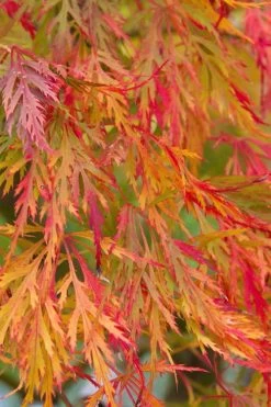 Viridis Dwarf Green Japanese Maple - 2 Gallon Pot -Garden & Outdoor Sale Shop Japanese Maple Viridis 12