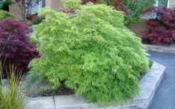 Viridis Dwarf Green Japanese Maple - 2 Gallon Pot -Garden & Outdoor Sale Shop Japanese Maple Viridis 17
