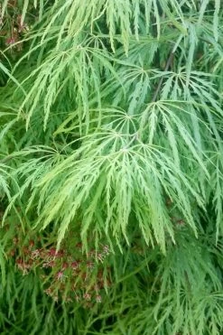 Viridis Dwarf Green Japanese Maple - 2 Gallon Pot -Garden & Outdoor Sale Shop Japanese Maple Viridis 19