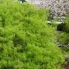 Viridis Dwarf Green Japanese Maple - 2 Gallon Pot -Garden & Outdoor Sale Shop Japanese Maple Viridis 21