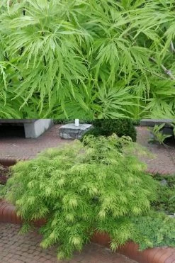 Viridis Dwarf Green Japanese Maple - 2 Gallon Pot -Garden & Outdoor Sale Shop Japanese Maple Viridis 500x750 1