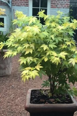 Orange Dream Japanese Maple - 3 Gallon Pot -Garden & Outdoor Sale Shop Japanese maple orange Dream 5 1