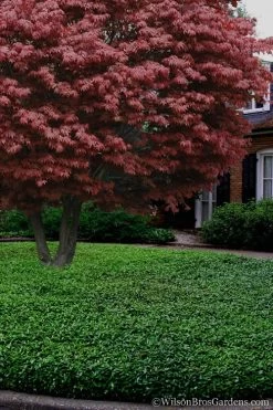 Asian Jasmine (Trachelospermum Asiaticum) - 72 Pack Of 3.5" Pint Pots -Garden & Outdoor Sale Shop Jasmine Asian 21