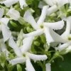 Confederate Jasmine Vine (Trachelospermum Jasminoides) - 6 Pack Of 1 Gallon Pots -Garden & Outdoor Sale Shop Jasmine Confederate 500x750 2