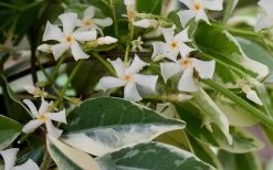 Variegated Confederate Jasmine - Trachelospermum Jasminoides - 3 Gallon Pot -Garden & Outdoor Sale Shop Jasmine Confederate Variegated Flowers
