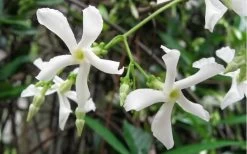 Confederate Jasmine Vine (Trachelospermum Jasminoides) - 6 Pack Of 1 Gallon Pots -Garden & Outdoor Sale Shop Jasmine Confederate Vine 1
