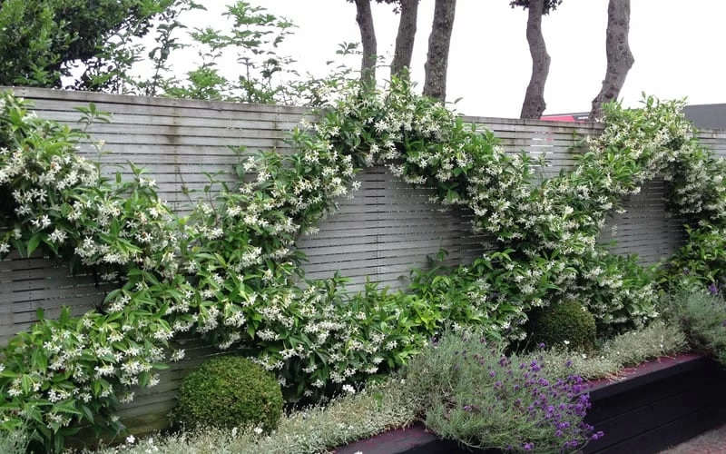 Madison Confederate Jasmine - 6 Pack Of 1 Gallon Pots 6 Madison Confederate Jasmine - 6 Pack Of 1 Gallon Pots - Image 4