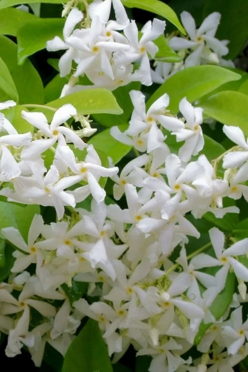 Madison Confederate Jasmine - 6 Pack Of 1 Gallon Pots 3 Madison Confederate Jasmine - 6 Pack Of 1 Gallon Pots