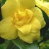 Pride Of Augusta Double Flowering Carolina Jasmine - 2 Gallon Pot -Garden & Outdoor Sale Shop Jasmine Pride Of Augusta 1
