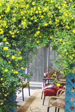 Pride Of Augusta Double Flowering Carolina Jasmine - 2 Gallon Pot -Garden & Outdoor Sale Shop Jasmine Pride Of Augusta 2
