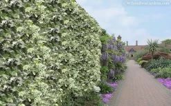 Variegated Confederate Jasmine - Trachelospermum Jasminoides - 3 Gallon Pot -Garden & Outdoor Sale Shop Jasmine Variegated Confederate 11