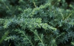 Blue Pacific Juniper - 1 Gallon Pot -Garden & Outdoor Sale Shop Juniper Blue Pacific 12