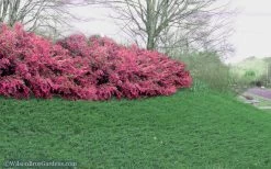 Blue Pacific Juniper - 1 Gallon Pot -Garden & Outdoor Sale Shop Juniper Blue Pacific 16