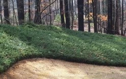 Blue Pacific Juniper - 1 Gallon Pot -Garden & Outdoor Sale Shop Juniper Blue Pacific