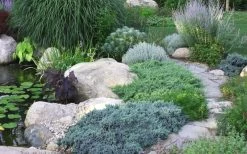 Blue Star Juniper - 1 Gallon Pot -Garden & Outdoor Sale Shop Juniper Blue Star 14