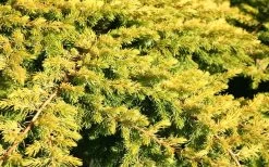 All Gold Golden Pacific Juniper - 2 Gallon Pot -Garden & Outdoor Sale Shop Juniper Golden Pacific 10 1