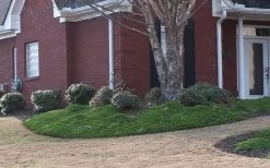 Green Mound Juniper - 6-Pack Of 1 Gallon Pots -Garden & Outdoor Sale Shop Juniper Green Mound