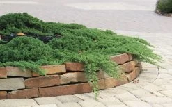 Green Mound Juniper - 6-Pack Of 1 Gallon Pots -Garden & Outdoor Sale Shop Juniper Green Mound 4