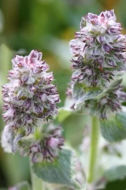Silky Fleece Dwarf Lambs Ear (Stachys Byzantina) - 10 Pack Of Quarts Pots -Garden & Outdoor Sale Shop Lambs Ear Silky Fleece 5