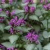 Beacon Silver Lamium - 5 Pack Of Pint Pots -Garden & Outdoor Sale Shop Lamium Beacons Silver 1