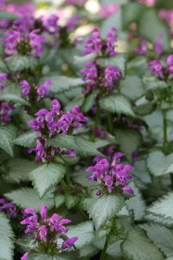 Beacon Silver Lamium - 5 Pack Of Pint Pots