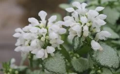 White Nancy Lamium - 5 Pack Of Pint Pots -Garden & Outdoor Sale Shop Lamium White Nancy 1